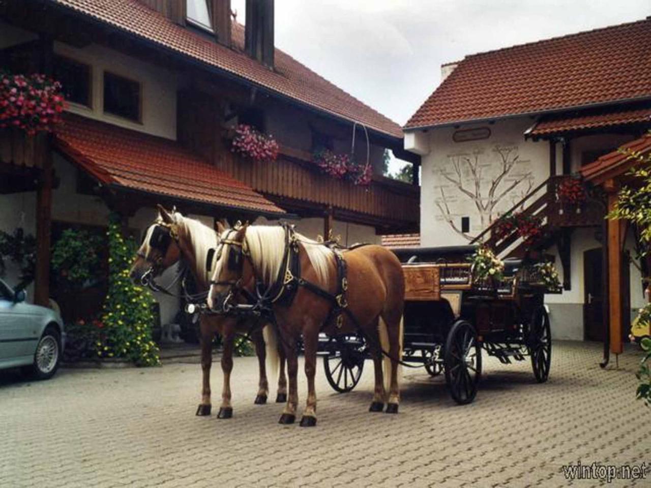 Appartementhaus "Haflinger Hof" Bad Füssing Εξωτερικό φωτογραφία